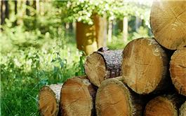 Nhóm nghiên cứu Đức biến gỗ thải thành năng lượng cho pin cỡ nhỏ